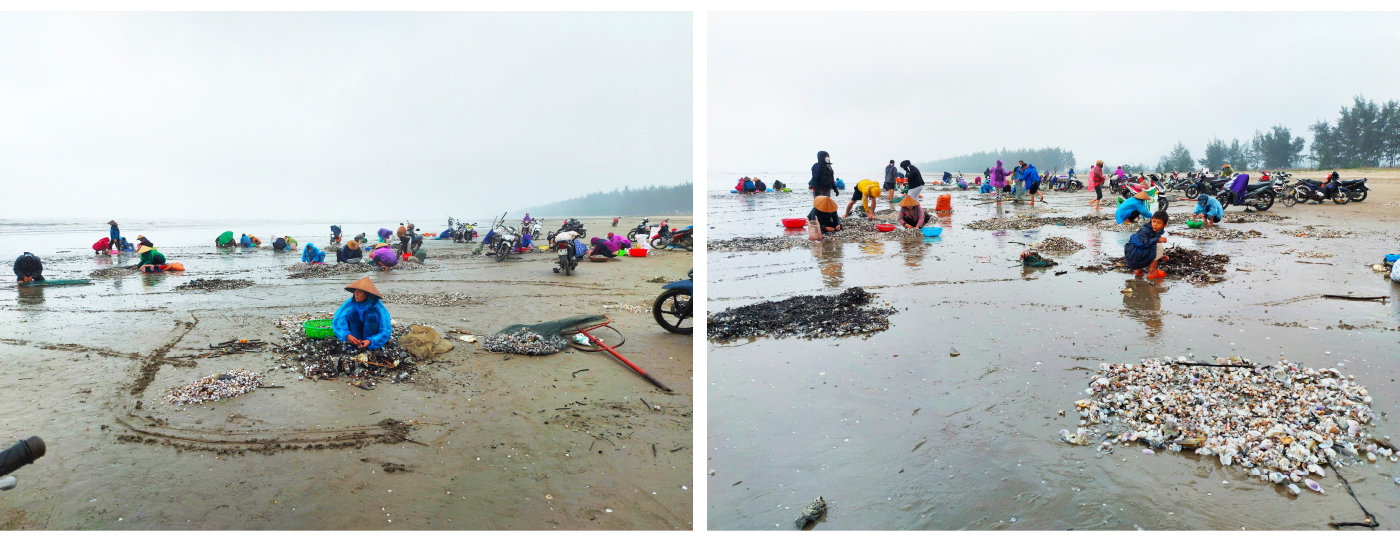 Đổ xô vớt 'lộc' sò biển ảnh 7