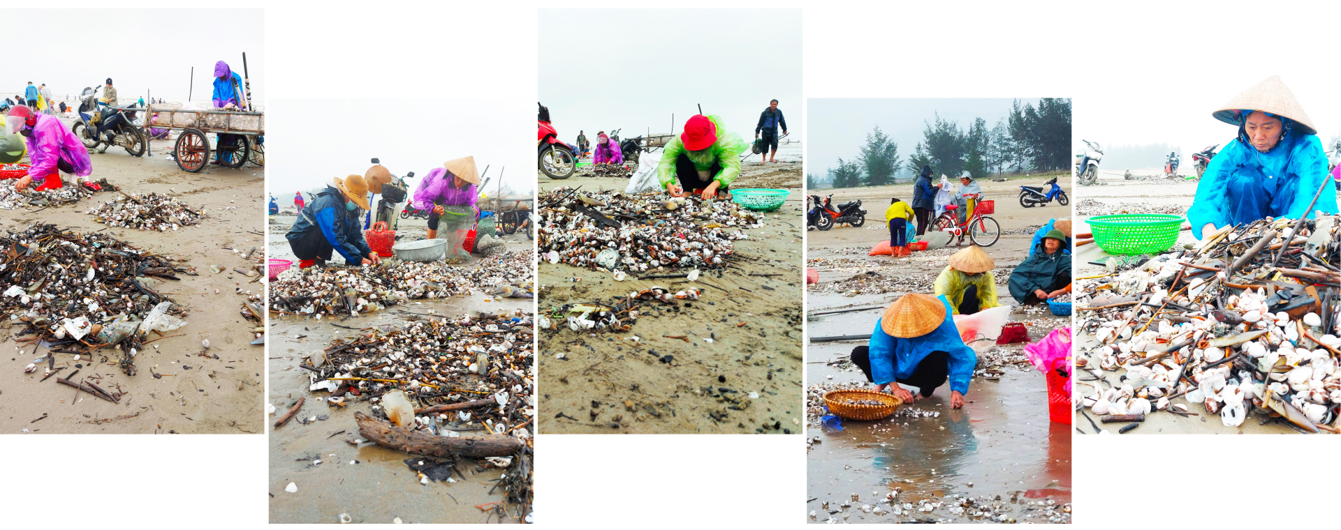 Đổ xô vớt 'lộc' sò biển ảnh 8