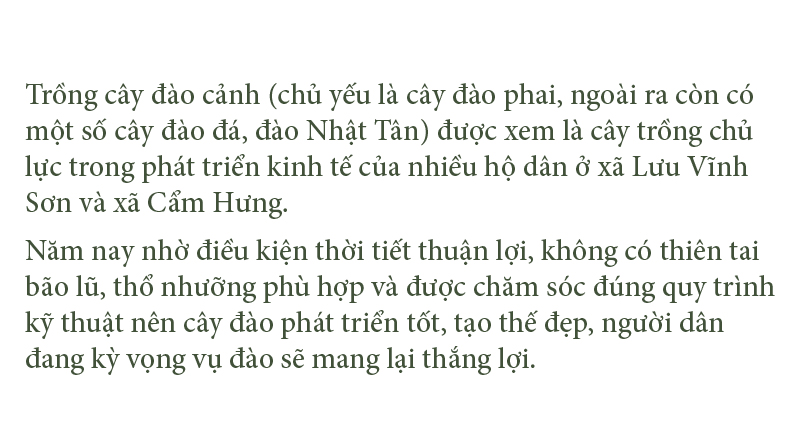 'Thủ phủ' đào nổi tiếng nhất Hà Tĩnh chuẩn bị vào vụ tết ảnh 10