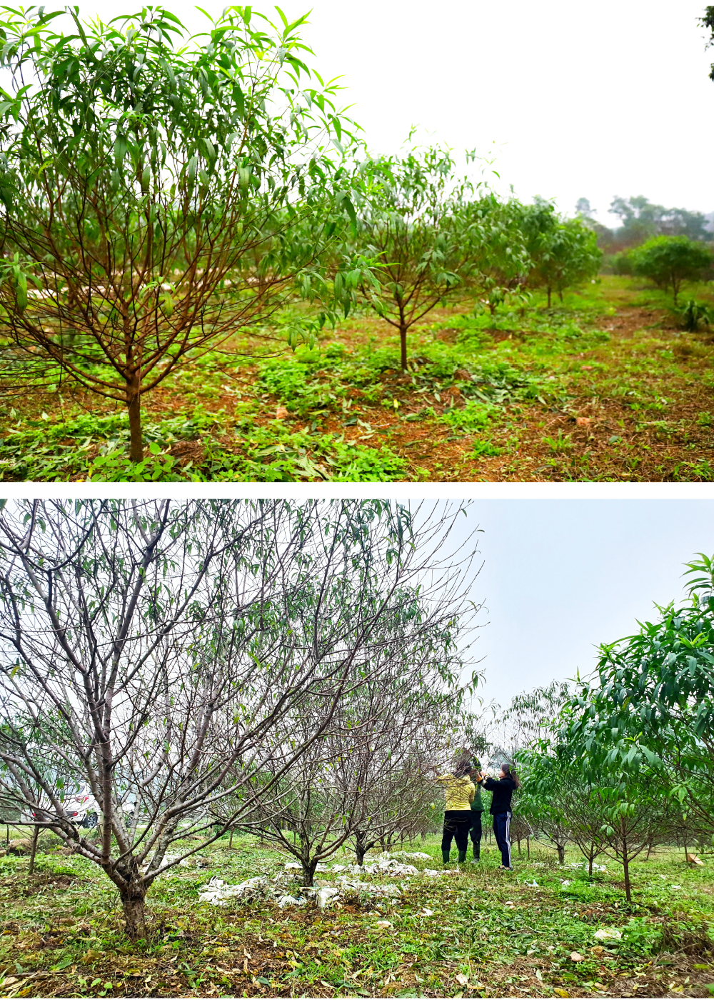 'Thủ phủ' đào nổi tiếng nhất Hà Tĩnh chuẩn bị vào vụ tết ảnh 11