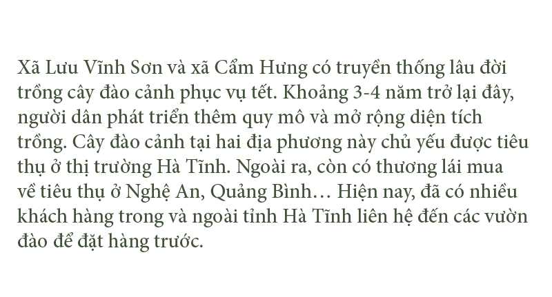 'Thủ phủ' đào nổi tiếng nhất Hà Tĩnh chuẩn bị vào vụ tết ảnh 12