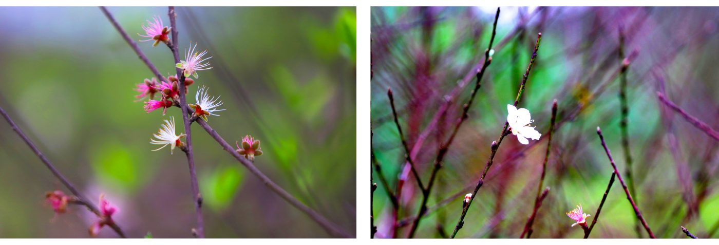 'Thủ phủ' đào nổi tiếng nhất Hà Tĩnh chuẩn bị vào vụ tết ảnh 13