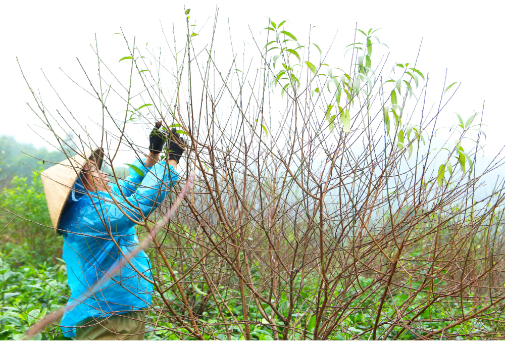 'Thủ phủ' đào nổi tiếng nhất Hà Tĩnh chuẩn bị vào vụ tết ảnh 14