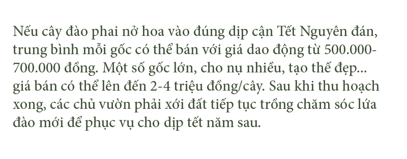 'Thủ phủ' đào nổi tiếng nhất Hà Tĩnh chuẩn bị vào vụ tết ảnh 15