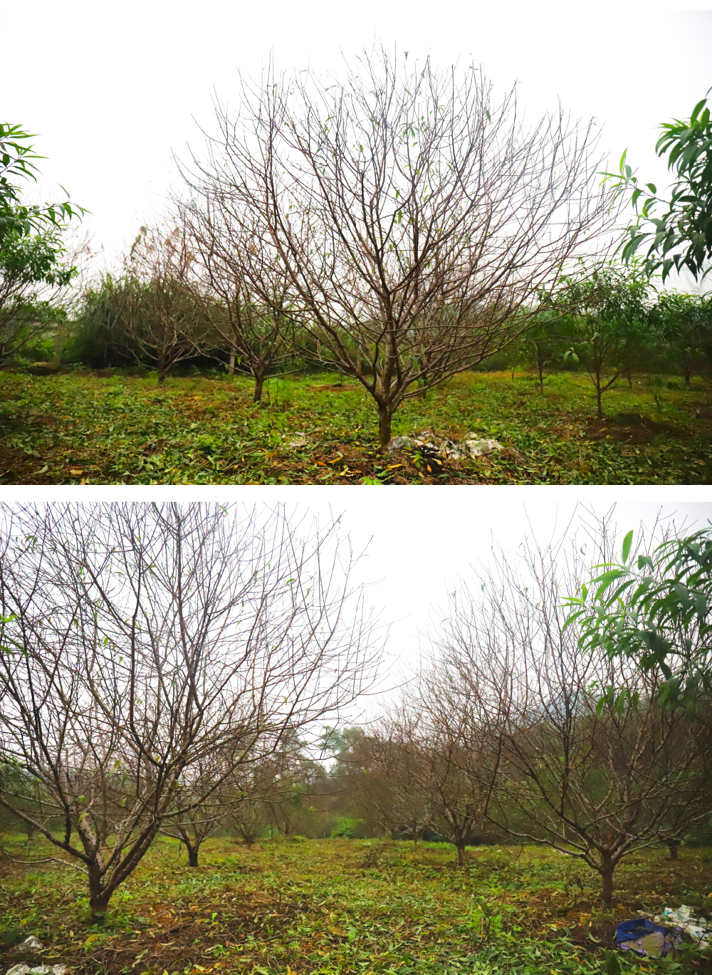 'Thủ phủ' đào nổi tiếng nhất Hà Tĩnh chuẩn bị vào vụ tết ảnh 16