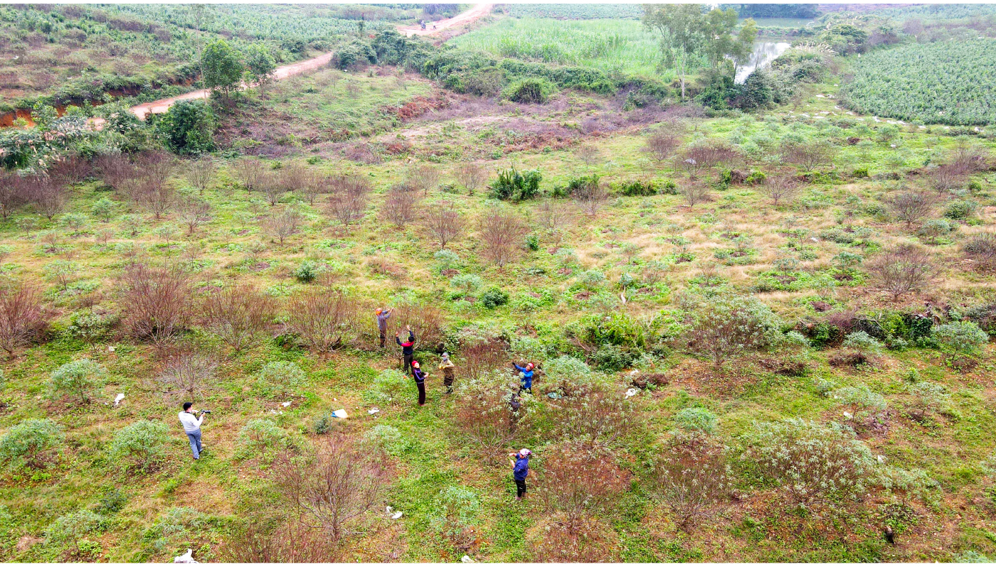 'Thủ phủ' đào nổi tiếng nhất Hà Tĩnh chuẩn bị vào vụ tết ảnh 18