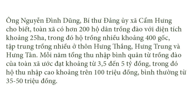 'Thủ phủ' đào nổi tiếng nhất Hà Tĩnh chuẩn bị vào vụ tết ảnh 19
