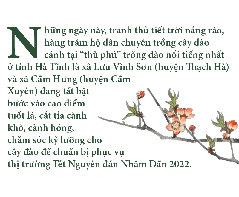 'Thủ phủ' đào nổi tiếng nhất Hà Tĩnh chuẩn bị vào vụ tết ảnh 1
