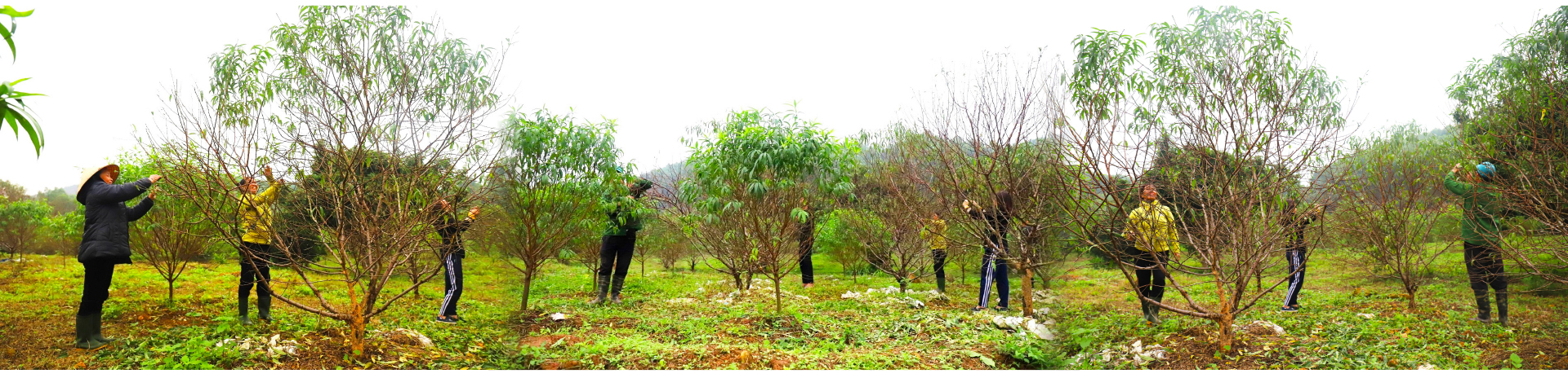 'Thủ phủ' đào nổi tiếng nhất Hà Tĩnh chuẩn bị vào vụ tết ảnh 2