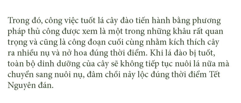 'Thủ phủ' đào nổi tiếng nhất Hà Tĩnh chuẩn bị vào vụ tết ảnh 3