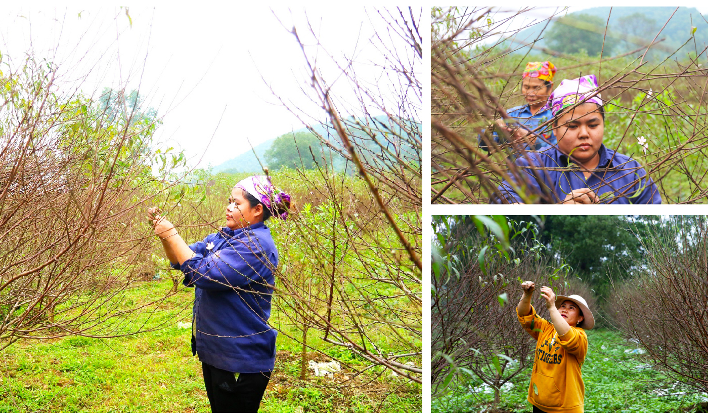 'Thủ phủ' đào nổi tiếng nhất Hà Tĩnh chuẩn bị vào vụ tết ảnh 4