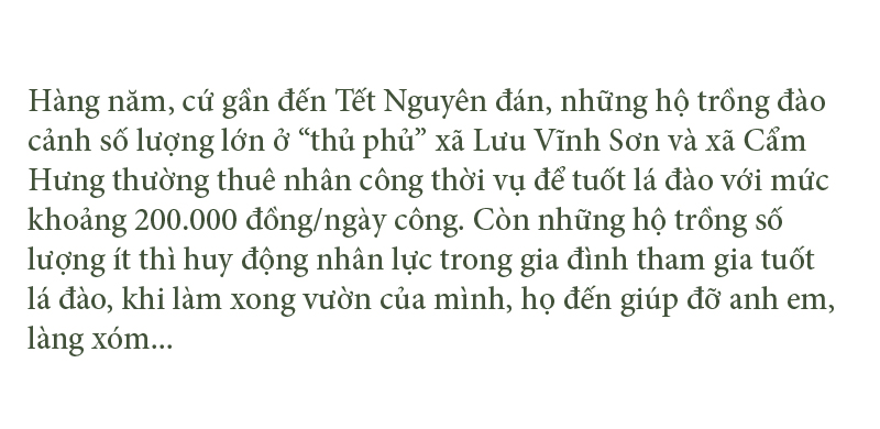 'Thủ phủ' đào nổi tiếng nhất Hà Tĩnh chuẩn bị vào vụ tết ảnh 5