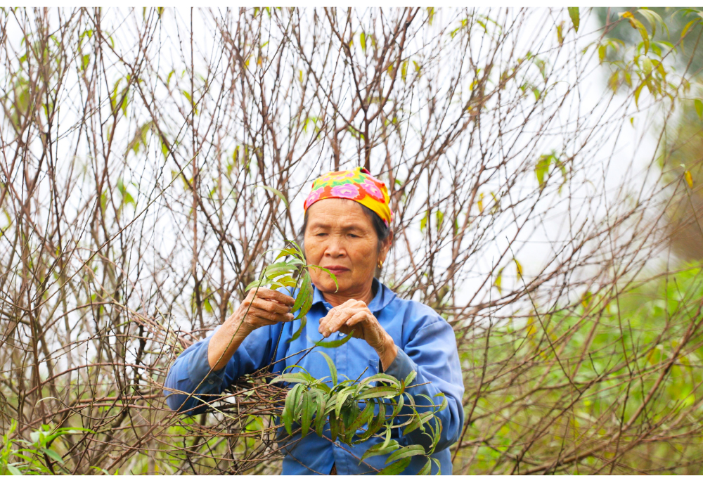 'Thủ phủ' đào nổi tiếng nhất Hà Tĩnh chuẩn bị vào vụ tết ảnh 6