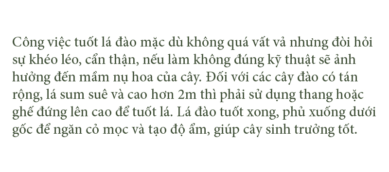 'Thủ phủ' đào nổi tiếng nhất Hà Tĩnh chuẩn bị vào vụ tết ảnh 8