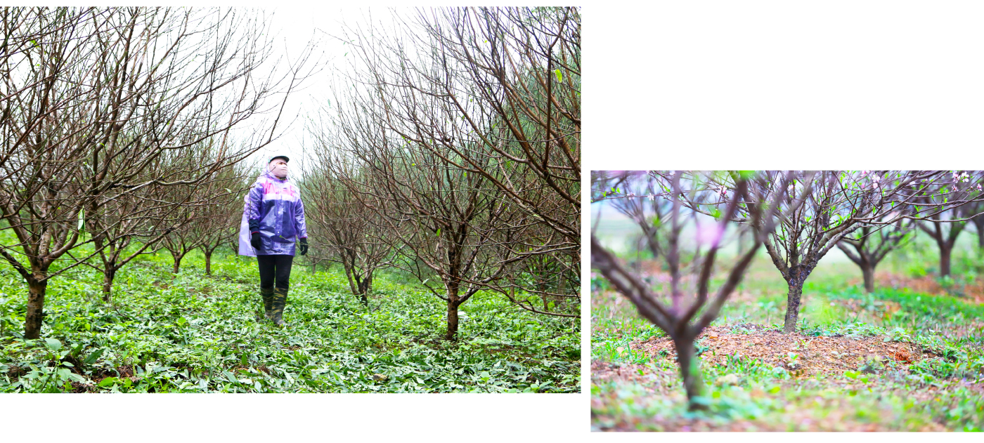 'Thủ phủ' đào nổi tiếng nhất Hà Tĩnh chuẩn bị vào vụ tết ảnh 9