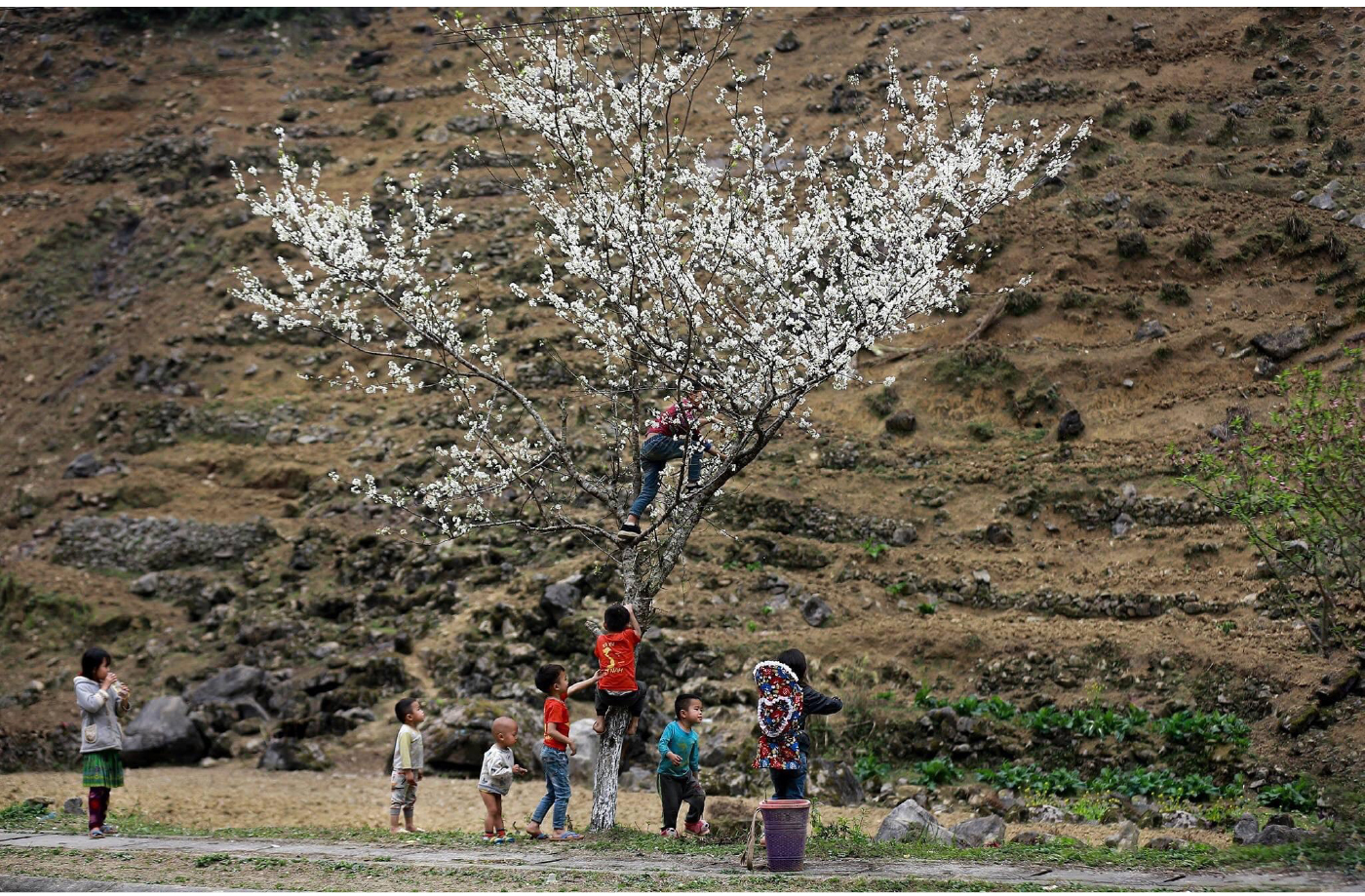 Du khách ngất ngây với cảnh sắc đầu xuân ở miền cao nguyên đá Hà Giang ảnh 3