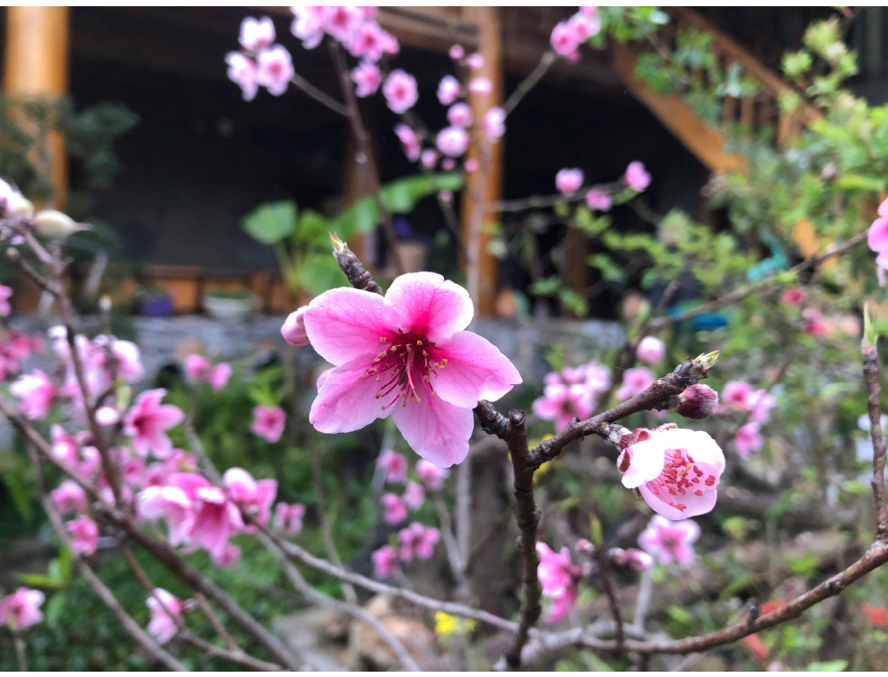 Du khách ngất ngây với cảnh sắc đầu xuân ở miền cao nguyên đá Hà Giang ảnh 6