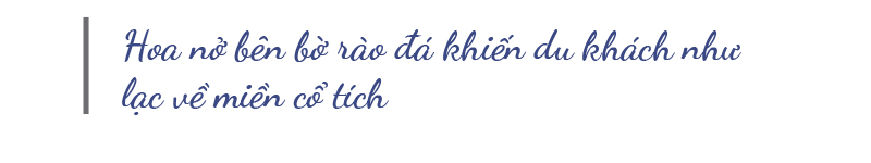 Du khách ngất ngây với cảnh sắc đầu xuân ở miền cao nguyên đá Hà Giang ảnh 7