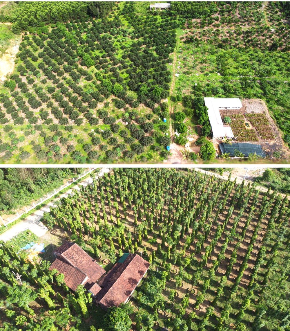 Hoài Ân – Bình Định: Tìm hướng đi bền vững cho nông sản ảnh 16