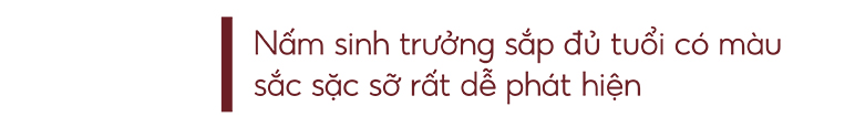 Biệt đội tìm nấm lim xanh ảnh 24