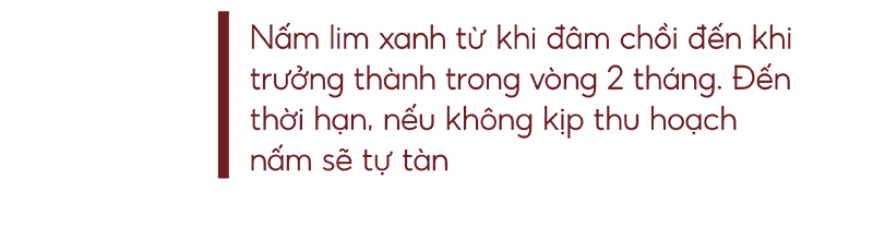 Biệt đội tìm nấm lim xanh ảnh 29