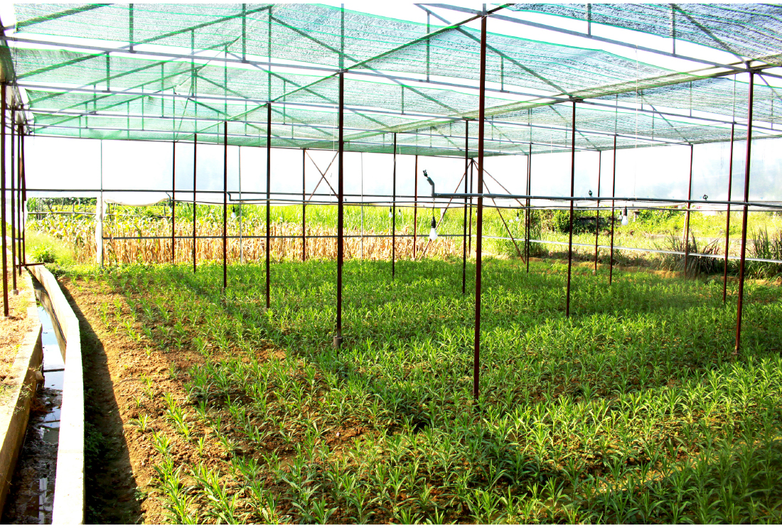 Quảng Ngãi thí điểm mô hình nhà lồng trồng hoa ảnh 11