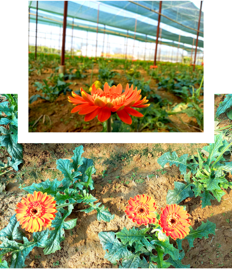 Quảng Ngãi thí điểm mô hình nhà lồng trồng hoa ảnh 16