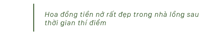 Quảng Ngãi thí điểm mô hình nhà lồng trồng hoa ảnh 17