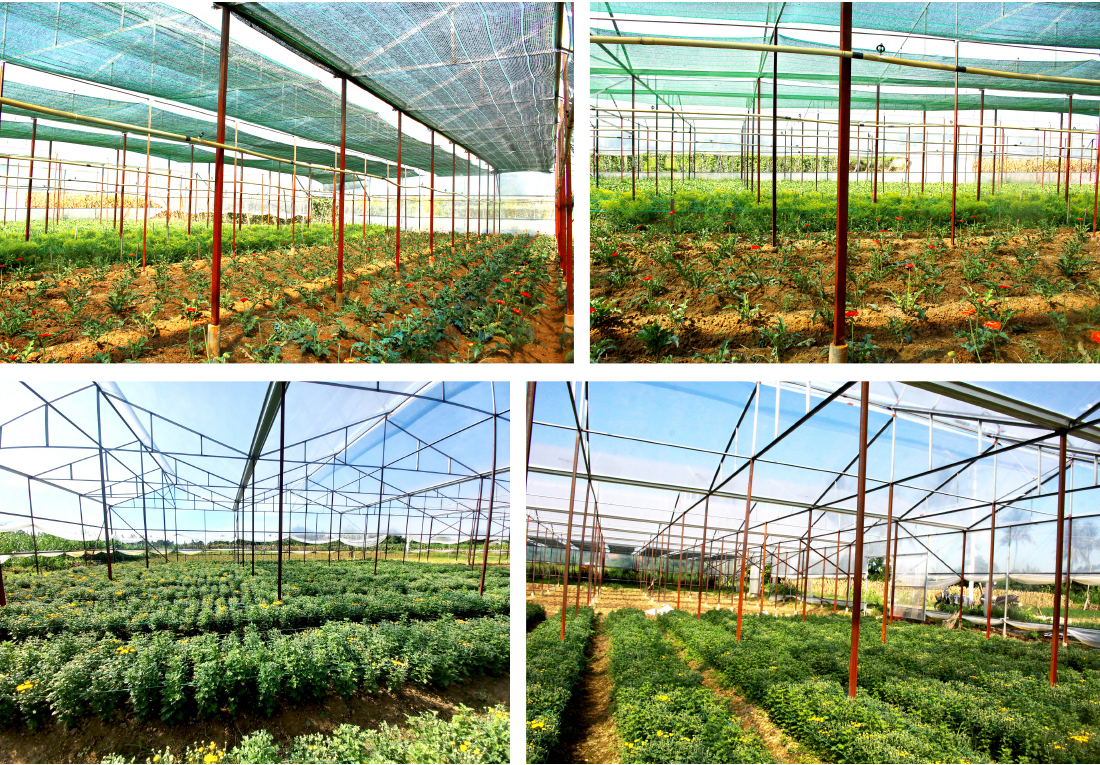 Quảng Ngãi thí điểm mô hình nhà lồng trồng hoa ảnh 19