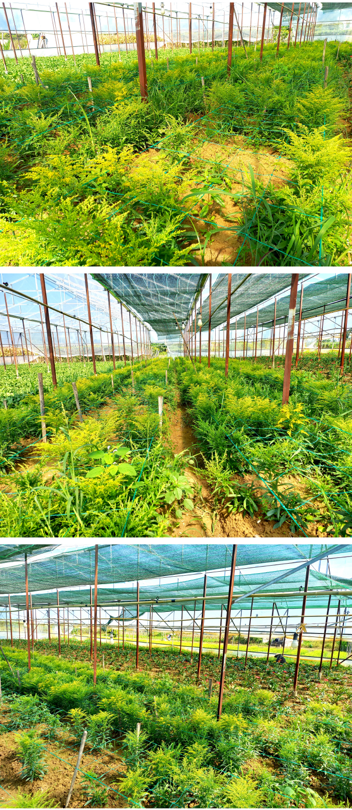 Quảng Ngãi thí điểm mô hình nhà lồng trồng hoa ảnh 21