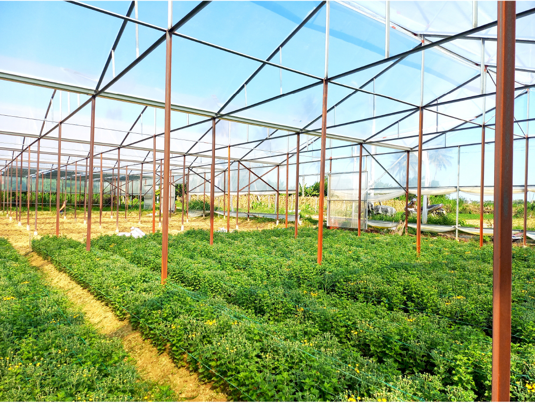 Quảng Ngãi thí điểm mô hình nhà lồng trồng hoa ảnh 2