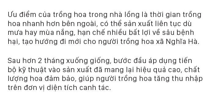 Quảng Ngãi thí điểm mô hình nhà lồng trồng hoa ảnh 7