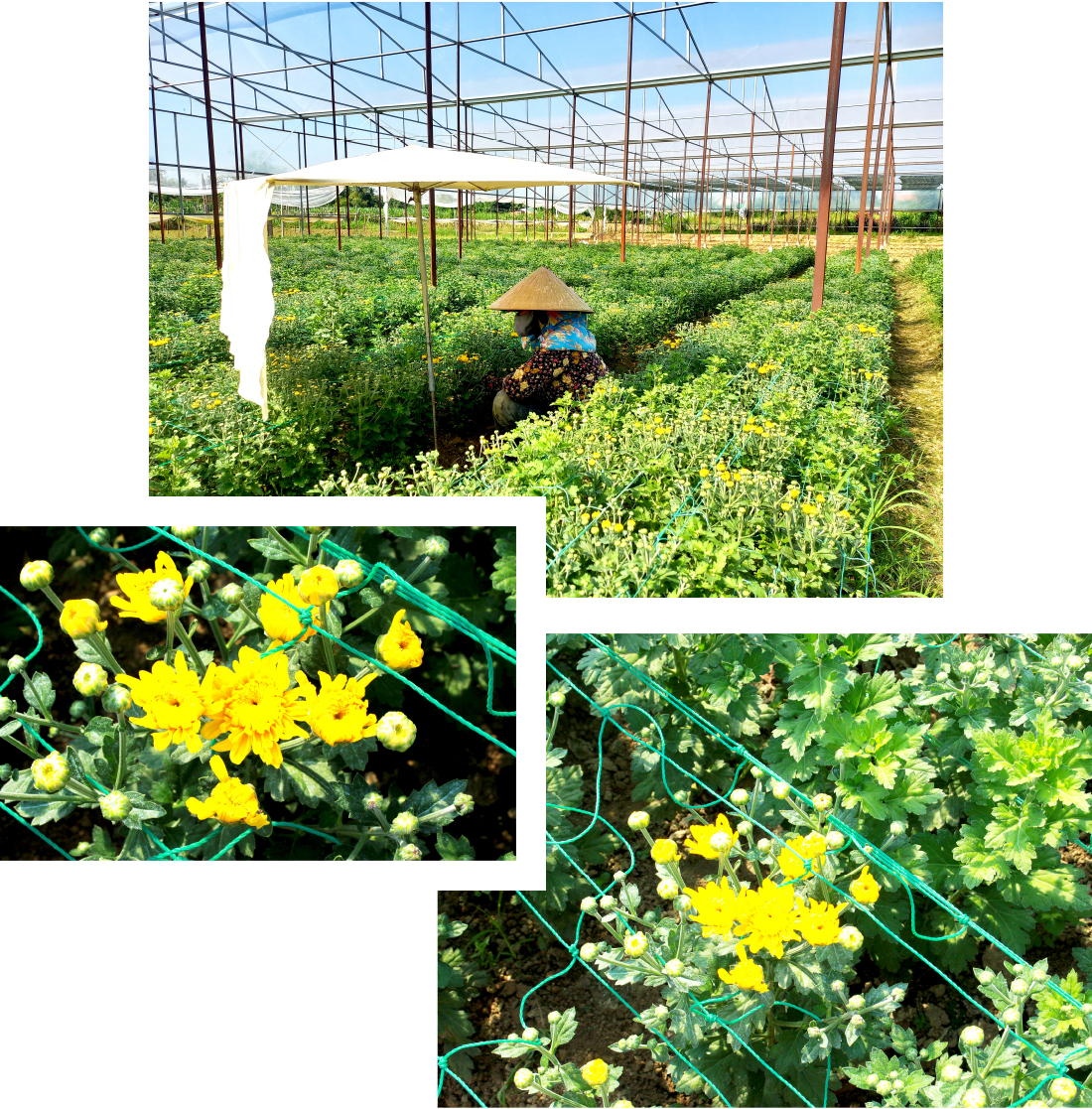 Quảng Ngãi thí điểm mô hình nhà lồng trồng hoa ảnh 8