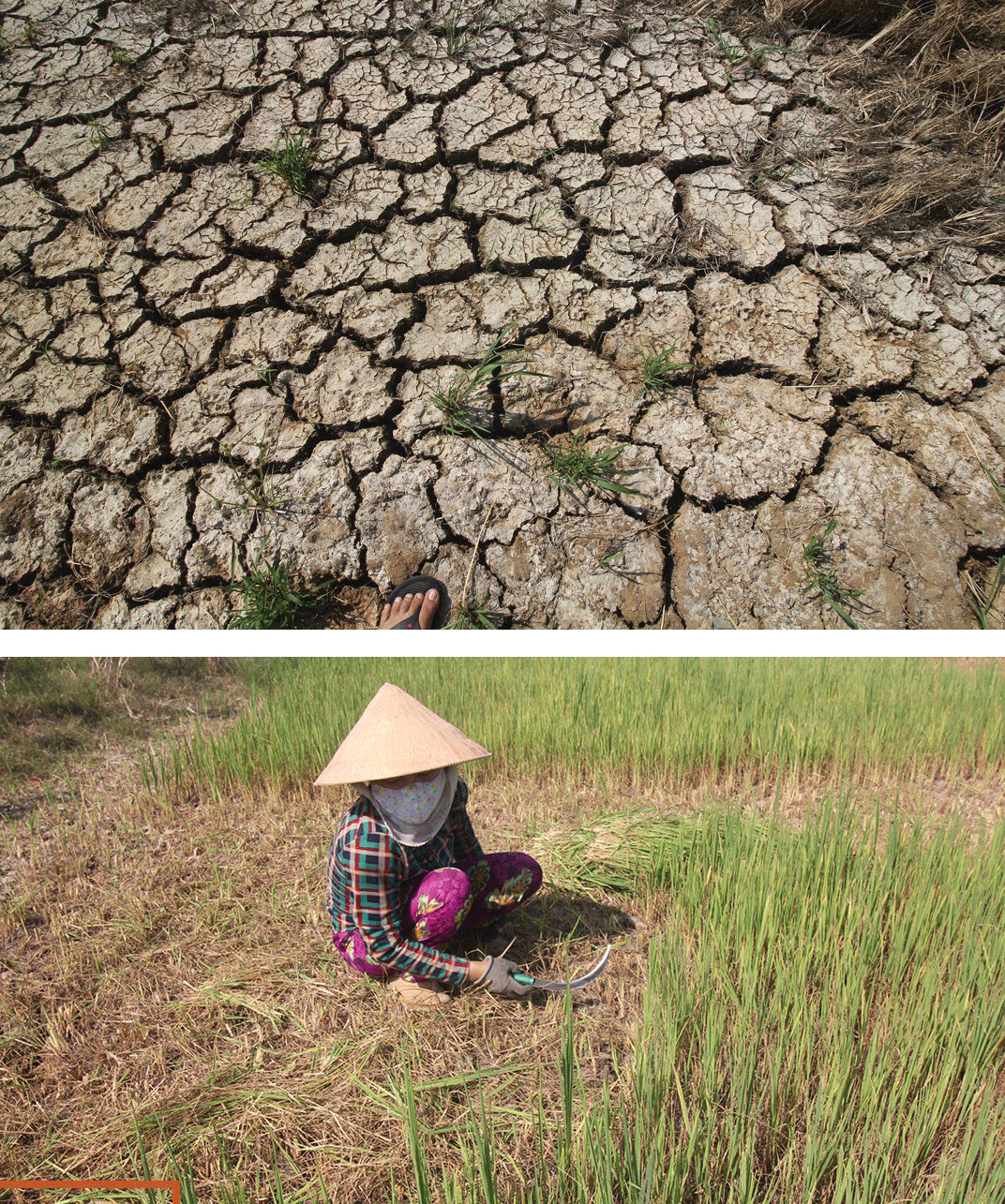 Mekong Delta grapples with drought, saltwater intrusion ảnh 5