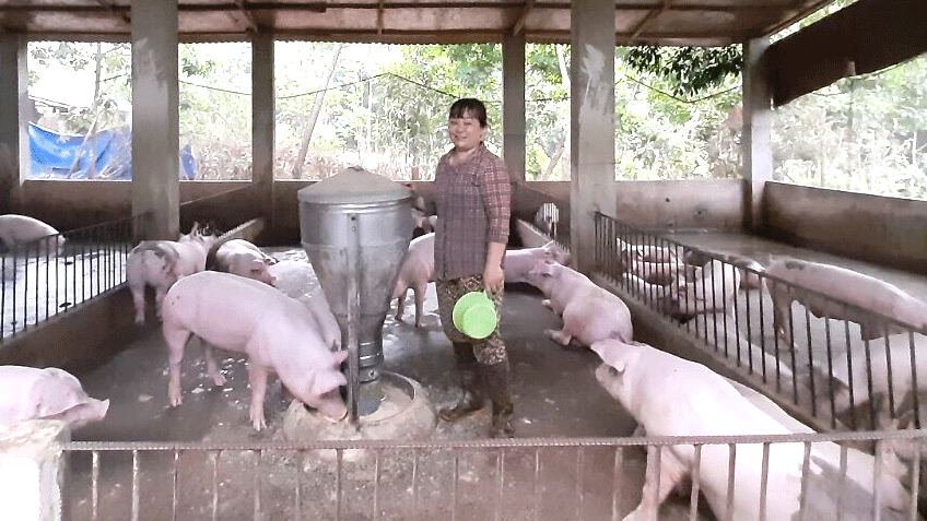 Thu nhập tiền tỷ từ nuôi heo an toàn sinh học ảnh 1