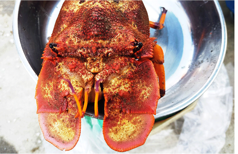 Lobster catchers earn big money in Central Vietnam ảnh 3