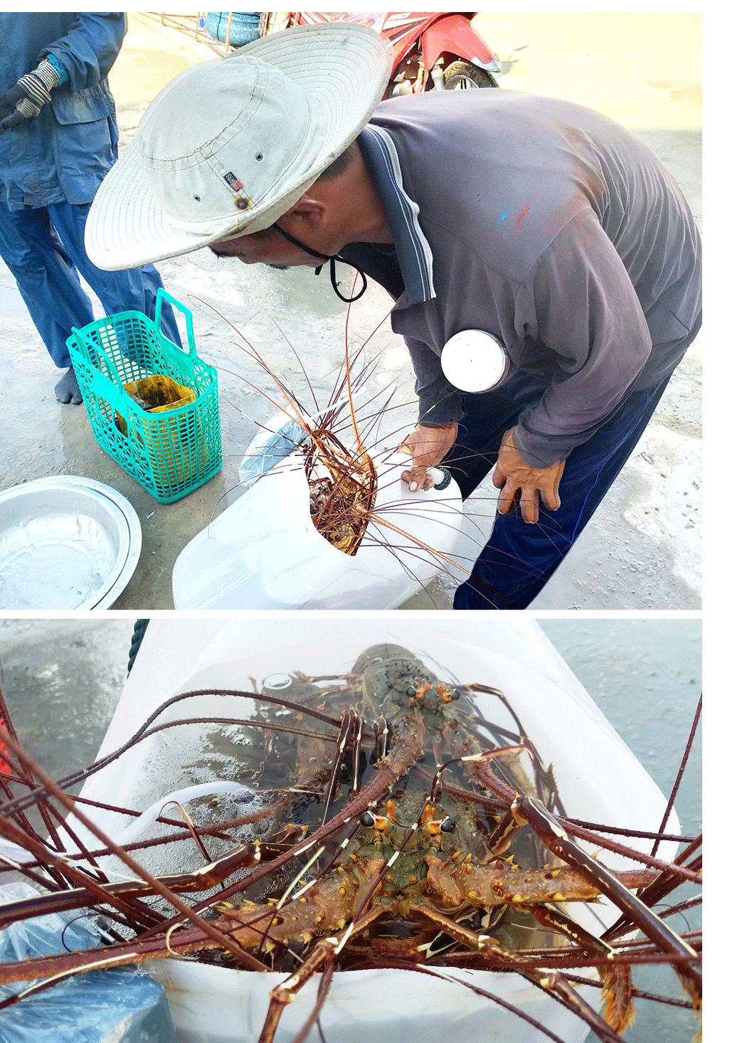 Lobster catchers earn big money in Central Vietnam ảnh 4