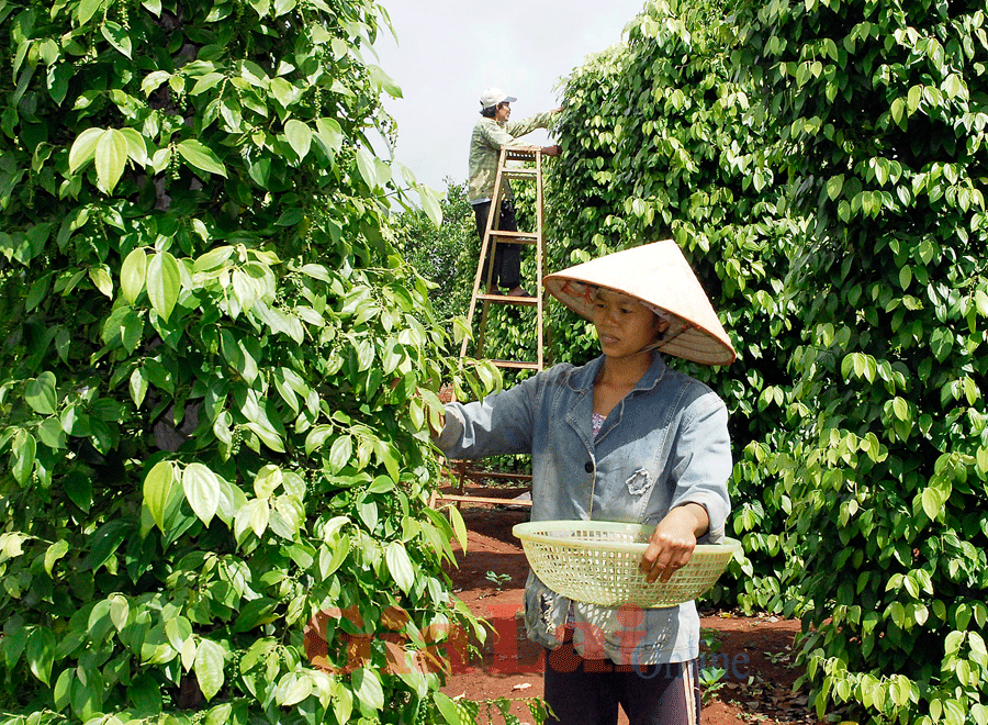 Ấn Độ cảnh báo hồ tiêu Việt Nam không đạt chất lượng ảnh 1