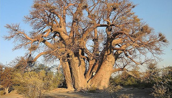 Cây baobab - Biểu tượng của châu Phi chết hàng loạt ảnh 1
