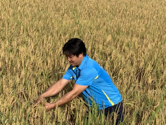 Canh tác lúa thông minh ở ĐBSCL: Giảm lượng giống thông minh nhưng vẫn tăng năng suất Vụ mùa Hè Thu 2021 ở ĐBSCL đạt năng suất cao nhờ áp dụng mô hình Canh tác lúa thông minh.