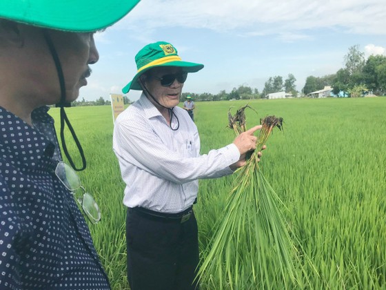 Canh tác lúa thông minh ở ĐBSCL: Nông dân Bạc Liêu, Kiên Giang và Bến Tre tự tin làm chủ vụ mùa ảnh 3