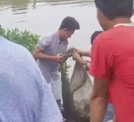 Cà Mau: Cá sấu sổng chuồng vào vuông tôm, cả xóm vây bắt ảnh 1