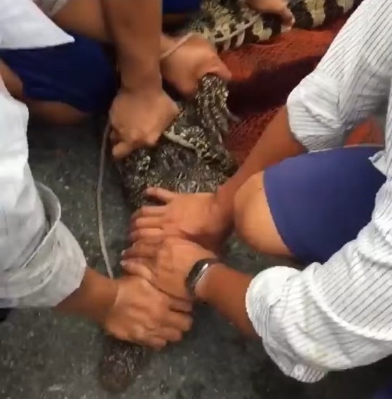 Cà Mau tăng cường quản lý cơ sở gây nuôi động vật hoang dã sau khi phát hiện cá sấu sổng chuồng ảnh 1