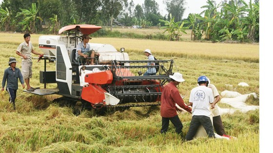 Thủ tướng yêu cầu mua sớm 200.000 tấn gạo dự trữ ảnh 2