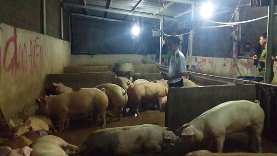 Bộ Công an bắt quả tang một địa điểm bơm nước vào heo ở Đồng Nai ảnh 1