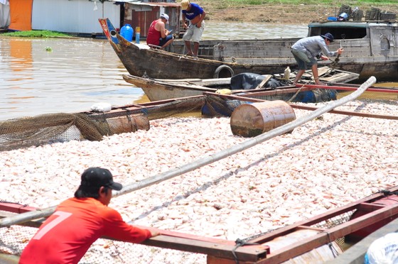 Đã có hơn 1.500 tấn cá bè trên sông La Ngà bị chết ảnh 2