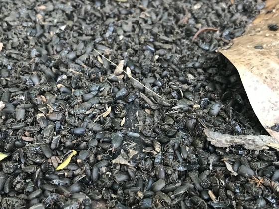 Bọ đậu đen tấn công người dân ảnh 1