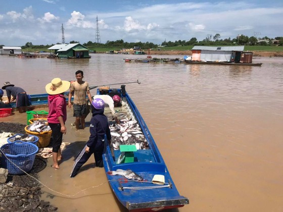Số lượng cá bè chết trên hồ Trị An lên đến gần 1.000 tấn ảnh 1