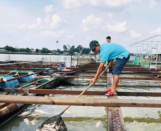Cá bè chết bất thường trên sông Đồng Nai ảnh 1