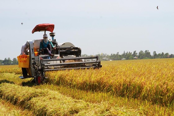 Gạo Việt Nam sụt giảm xuất khẩu trong những tháng đầu năm 2019 ảnh 1